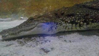 Как кормить крокодила.Голодный крокодил.Убийца от природы.crocodile killer