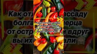 Как отличить рассаду болгарского перца от острого, если вдруг вы их перепутали