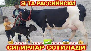 20л СУТ БЕРАДИГОН РАССИЙИСКИ СИГИРЛАР ️+998 90 583 37 56 ️+998 95 840 06 66 НАРХИ 17 апреля 2023