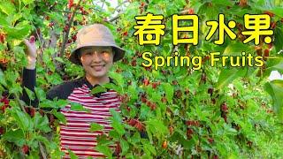 Follow Axia up the mountain to pick fruits 【叫我阿霞channel】