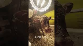 갓 태어난 송아지에게 해줘야 할 일??