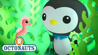 @Octonauts - The Seahorse Tale | Full Episode 31 | @OctonautsandFriends