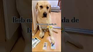 Bob faz sua escolha 🫢 #cachorro#labrador #pet#animal #animaldeestimação #fofinho