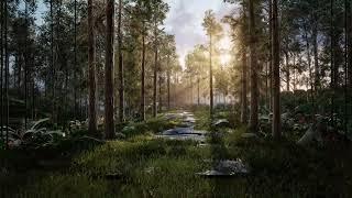 Forest with trees in the morning sunlight, 4K |Premium Stock Video |Without watermark|Cinematic shot