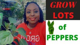 Grow LOTS of Peppers Using These Tips!  🫑