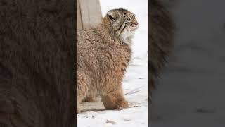 Pallas's cats Zelenogorsk and Mia: spring passion!