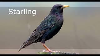 Bird Soundclips 1 (Crows, Robin, Blackbird, Goldfinch, Sparrow, Starling) HD