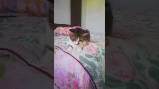 Cute Cate Video: Molly the cutest cat. She loves the hooman's blanket