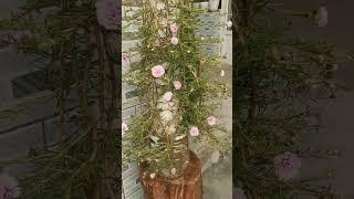 Wow good idea plant portulaca flower so beautiful #shortvideo #howtogrowportulaca #gardenflower