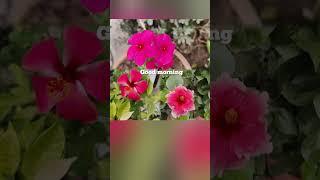 #vibes#happy#good#google#keep#deep#like#subscribe#love#gaming#joy#song#latestnews#peace#online#asmr