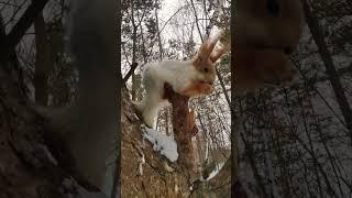 Красавица белочка / beautiful sguirrel