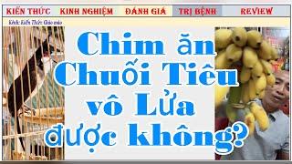 Theo bạn, chim chào mào ăn chuối Tiêu có Tốt cho Lửa hay không vì sao?