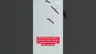 This pelican's dance creates a beautiful painting in Lebanon's sky!