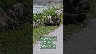 The Otter Family #animals #animallover #otter