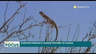 Scientists Research Unique Features оf Saxaul