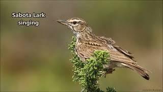 Sabota Lark singing in the southern Karoo