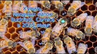 Купить плодные матки Бакфаст и Карника в 2025 году