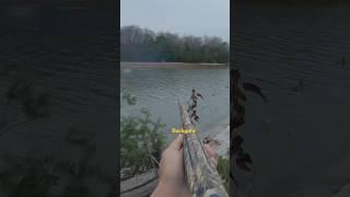 #waterfowlhunting #duckhunt #birdhunting #duckhunter #hunting #duckguru #2024