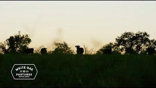 White Oak Pastures in 30 seconds