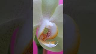 How to pollinate orchidsОпыление орхидеи #orchid #phalaenopsis #plants #bloom  #фаленопсис