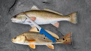 How to Clean Red Drum fish in Two minutes | The Salty Twins