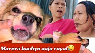 MARERA BACHYO AAJA ROYAL  @mayagurung9799