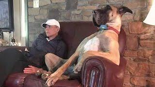 This Great Dane Dog will make you LAUGH ALL DAY 