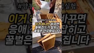 벌 세력이 자꾸 약해진다면 이 방법 사용해보세요. #양봉