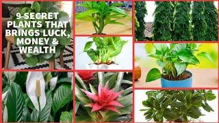 9 Secret Plants that Attract Luck, Money, and Wealth to You