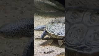 Diamondback terrapin swimming around it's exhibit at the pittsburgh zoo #terrapins #pittsburghzoo