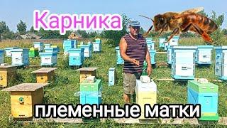 Племенные матки Карника! ПЧЕЛОВОДСТВО!