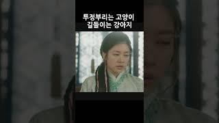 투정부리는 고양이 길들이는 강아지