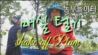매실농사 매실 털기? 매실 따기 shake off Plum 매실 수확