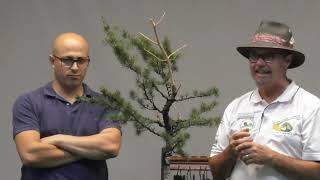 Bonsai Northwest Melbourne Cedar Bonsai demonstration by Shane Boyce Part 3