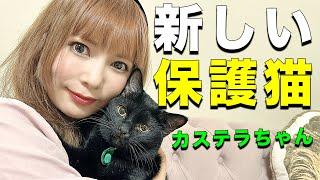 【保護猫】新しい家族が増えたので紹介します