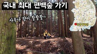 국내 최대 '180만평' 편백나무숲은 힐링 그 잡채 【축령산 편백숲 걷기】