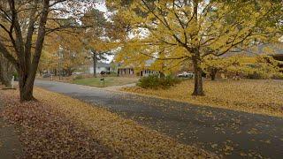 Quiet Autumn Colors Neighborhood Walk in Light Rain | Nature Sounds for Sleep and Study