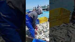 panen ikan layang jos mantul