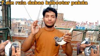 aaj panch kabutar pakra aur 7 din rula kabutar pakda #lahorepakistan #pigeon