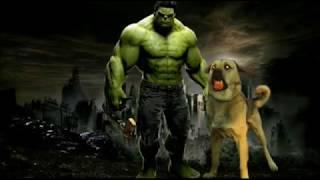 Kurd mastiff pshdar Hulk of dogs سگ پژدر هالک سگ کوردی کورد ماستیف