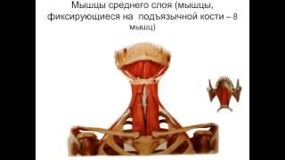 Мышцы шеи. Фасции шеи. Топография шеи