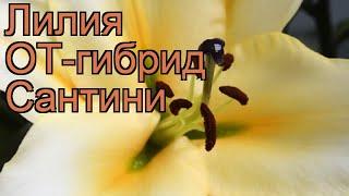 Лилия от-гибрид Сантини (lilium ot-hybrids santini)  обзор: как сажать, луковицы лилии Сантини