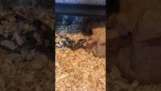 Live feeding Rhino Viper. Graphic Content highonsnakes IG@jeremyclaycash Bitis Nasicornis Live Feedi