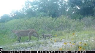 Panther Kittens #2 - Okaloacoochee Slough State Forest