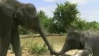 a stupid elephant