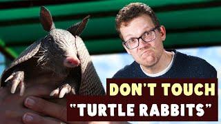 You Definitely Shouldn't Touch Armadillos