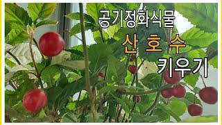 산호수 키우기