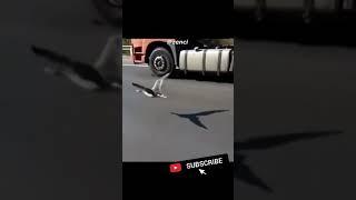 BIRD RACING WITH CAR AND TRUCK ON HIGHWAY #shorts #birds #racing