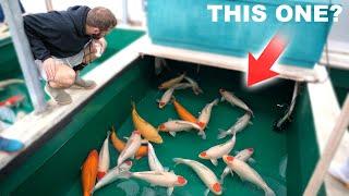 Sales Day in Japan - Buying Amazing Koi!!