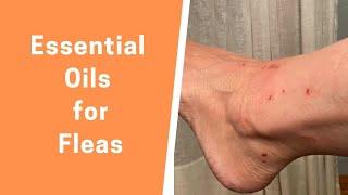 Essential Oils for Fleas